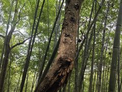 -杭州半山国家森林公园