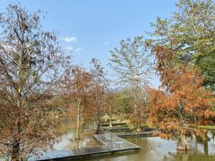 -中国科学院西双版纳热带植物园