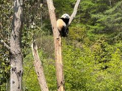 -卧龙中华大熊猫苑神树坪基地
