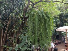 -Fern Forest Cafe