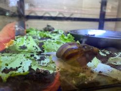 点击看大图 -卡通尼·Safari非洲探索乐园·生日会(金桥国际商业广场店)