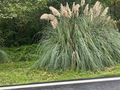 -三圣花乡旅游区