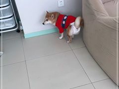 -怪兽屋·羊驼·猫咖·狗咖(俊华广场店)