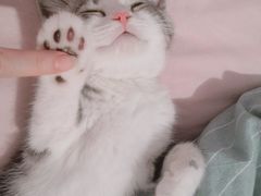 -纳吉亚猫专科动物医院·北北分院