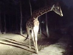 -清迈夜间动物园