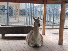 -长白岛森林公园