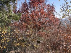 -北京西山国家森林公园