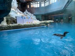 -帝企鹅自助餐厅•儿童岛•真企鹅(长隆企鹅酒店)