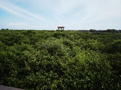 -北海金海湾红树林生态旅游区