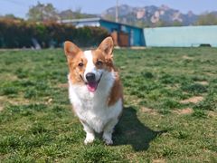 -趣玩宠物乐园寄养训犬训狗游泳池