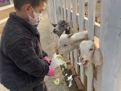 -前小桔亲子创意农场·草莓采摘·露营烧烤
