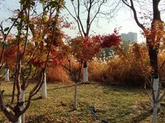 -大兴滨河森林公园