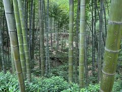 -蜀南竹海景区