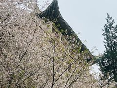 -武汉大学-樱园