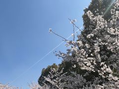-高东镇樱花园