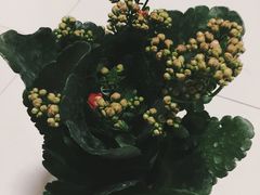 -龙大花卉苗木市场