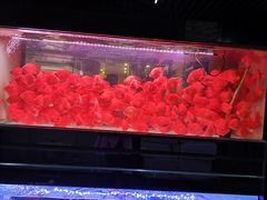 -中环花鸟鱼虫市场