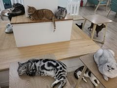 -李小姐の猫咖啡馆(五角场店)