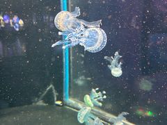 -梦幻海洋王国(吾悦广场张家港店)