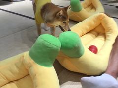 -逗柴咖啡屋·狗咖猫咖宠物桌游