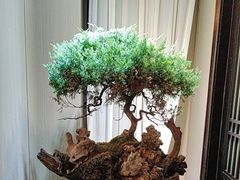 -忆江南·临江鱼馆