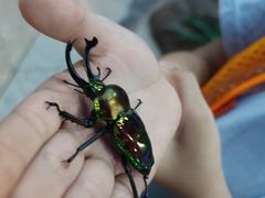 -上海大自然野生昆虫馆