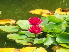 -莲花池公园