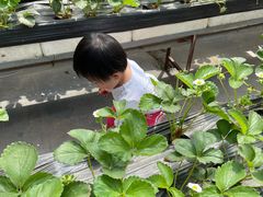 -甜心庄园·甜心草莓采摘园(西青中北店)
