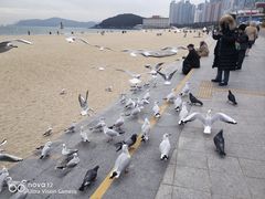-海云台海滩