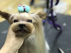 -PETKIT小佩宠物(昭化店)