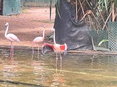 -香港皇家太平洋酒店