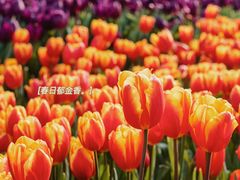 -南山植物园