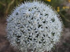 -贡湖湾湿地公园