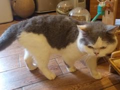 -more than meow吴止猫主题餐厅(承德 中船汇店)