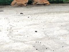 -武陵山森林公园