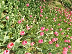 -洛阳郁金香牡丹园