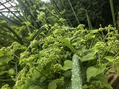 -南宁良凤江国家森林公园