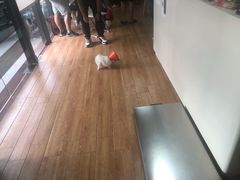 -乐派堂宠物医院·猫友好· 心脏科(东街店)