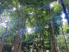 -广州市帽峰山景区