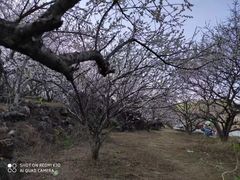 -广州市流溪河国家森林公园