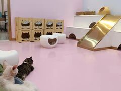-爪爪喵星球·猫舍(前海卓越店)