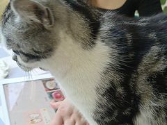 -猫小院猫主题餐厅(南锣旗舰店)