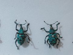 -上海昆虫博物馆