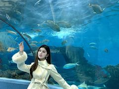-合肥海洋世界