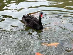 -西双版纳原始森林公园