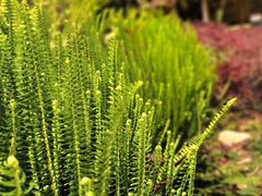 -莫里热带雨林景区