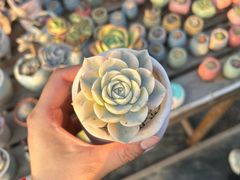 -呀路古热带植物园-恐龙馆