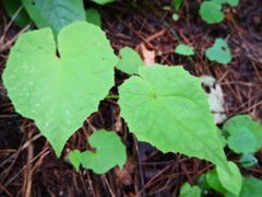 -洛阳白云山景区