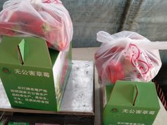-喜杨洋草莓采摘园