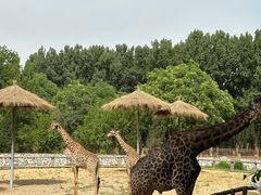 -北京野生动物园